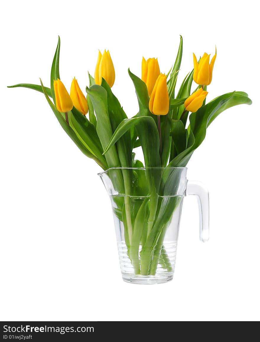 Yellow Spring Tulips