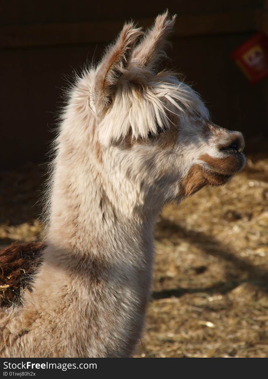 A color image of a light tan alpaca. A color image of a light tan alpaca.