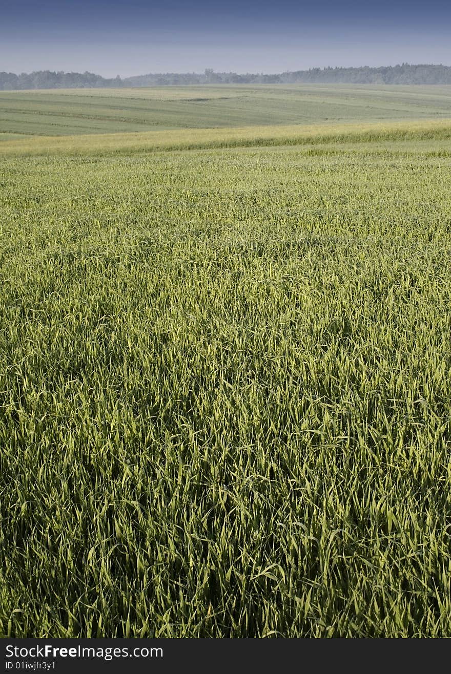 Green grain not ready for harvest growing in a farm field. Green grain not ready for harvest growing in a farm field