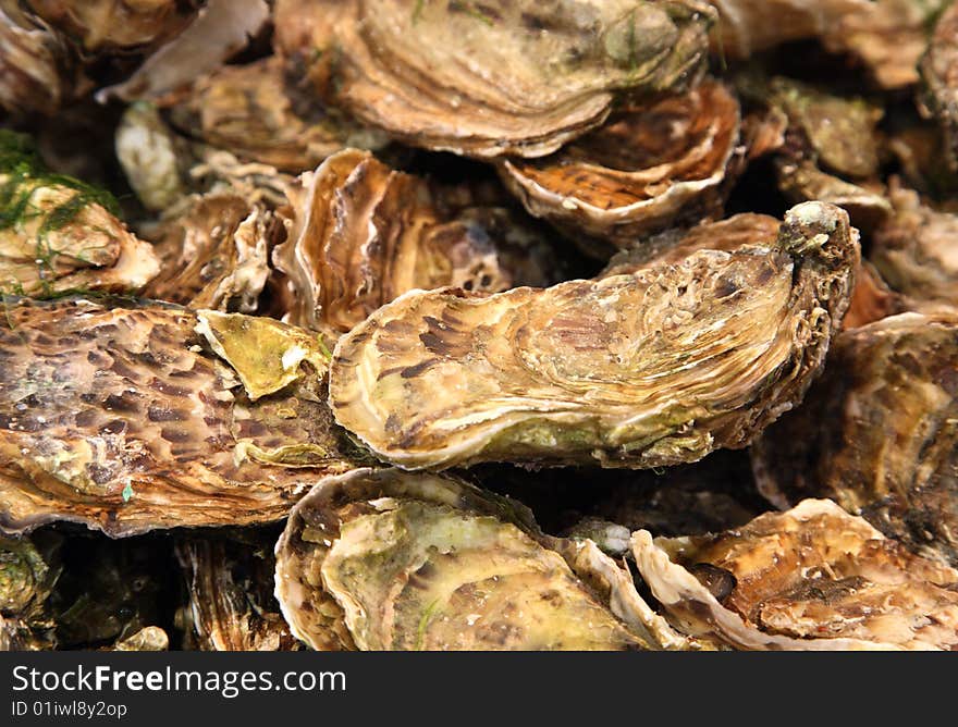 Oysters In Shells