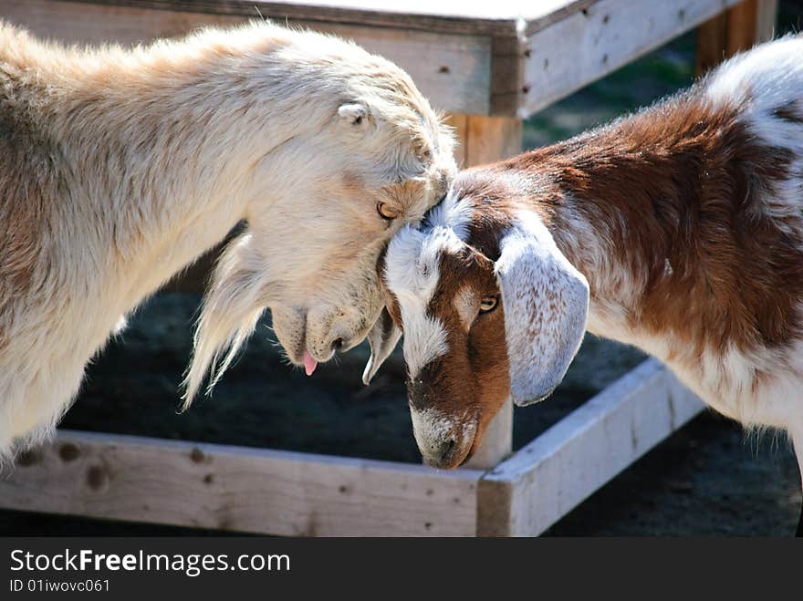 Two Goats Play Fighting at the zoo close up. Two Goats Play Fighting at the zoo close up