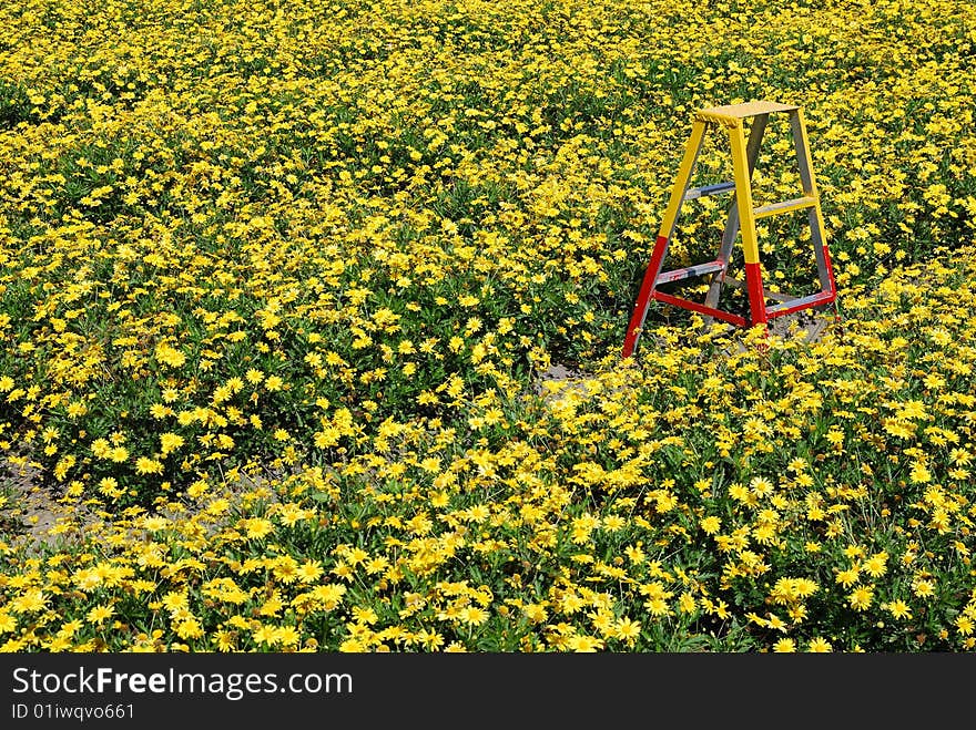 Blooming flowers & yellow stair