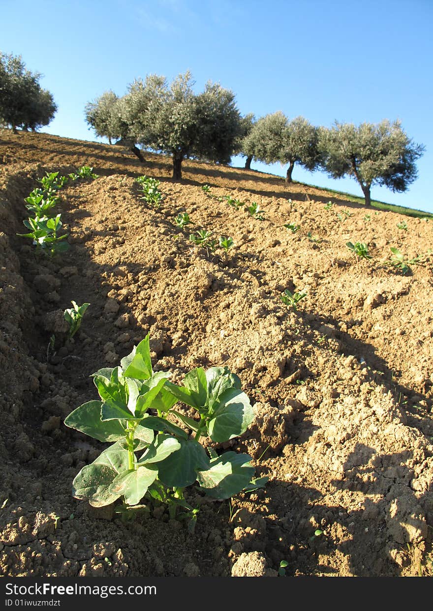 View of a field of beans with the olive trees in the background