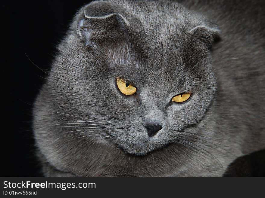 Portrait of a gray Scottish cat.