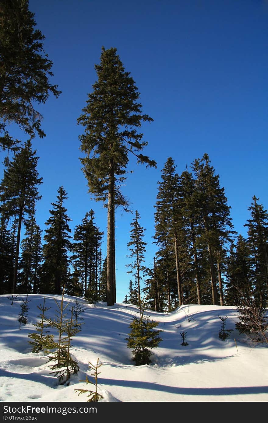 Trees in Boubin forest in Czech. Trees in Boubin forest in Czech