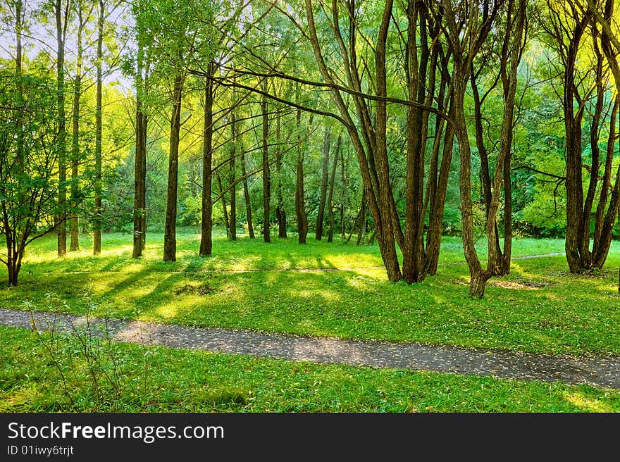 Sunlight rays in the forest. Sunlight rays in the forest