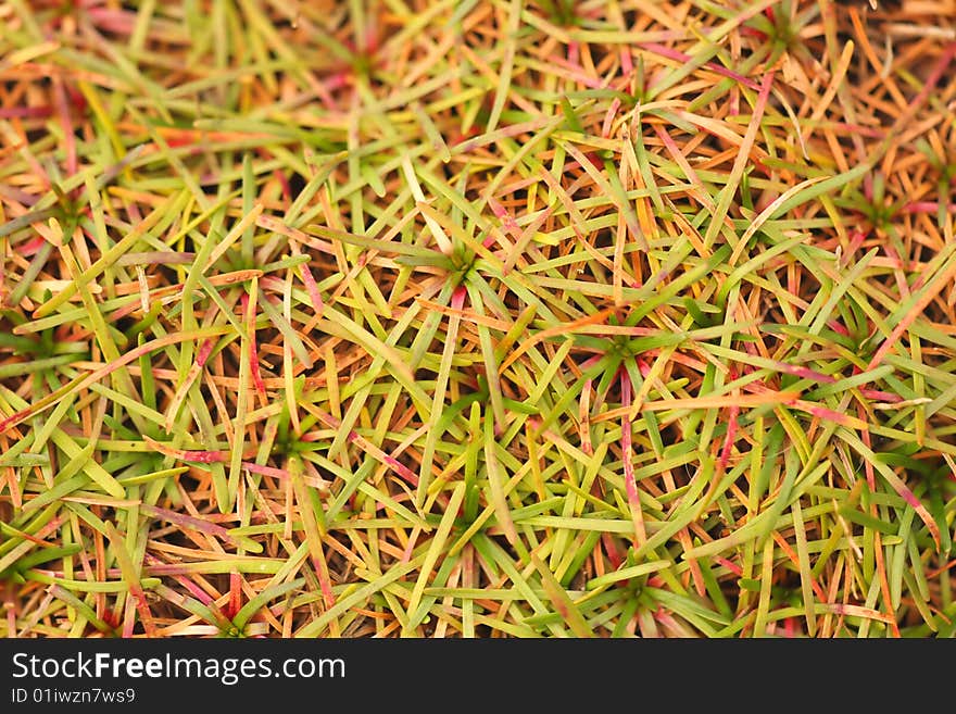 Texture Of Autumn Grass