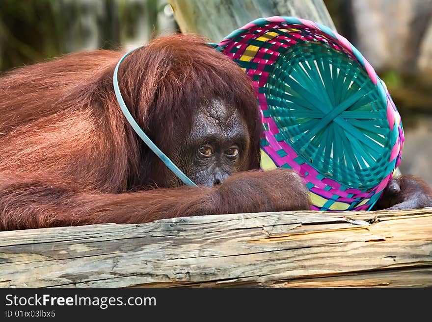 Orangutan With Easter Basket