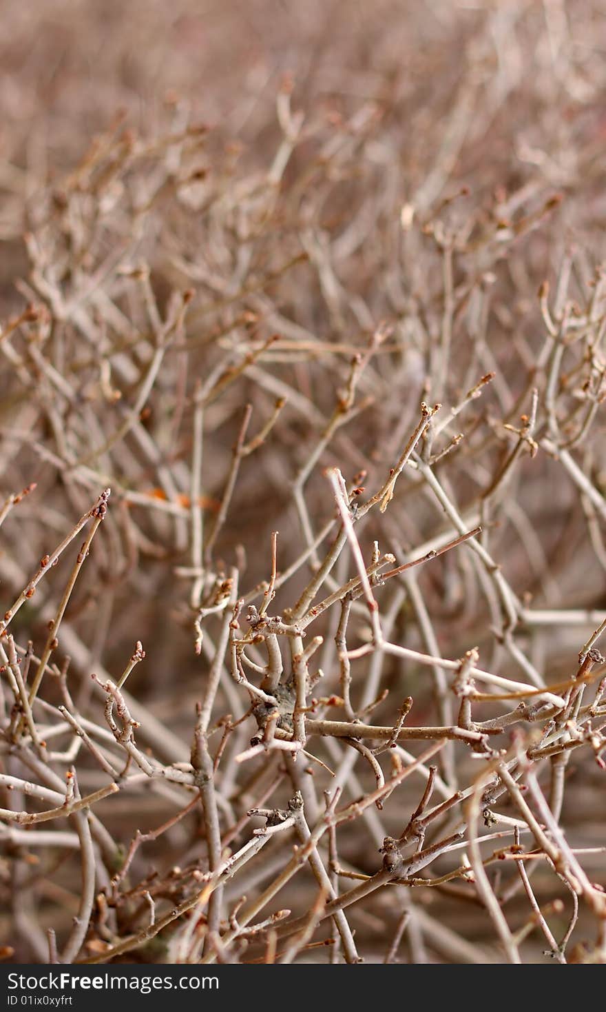 Detail of bush with shallow depth of field. Detail of bush with shallow depth of field