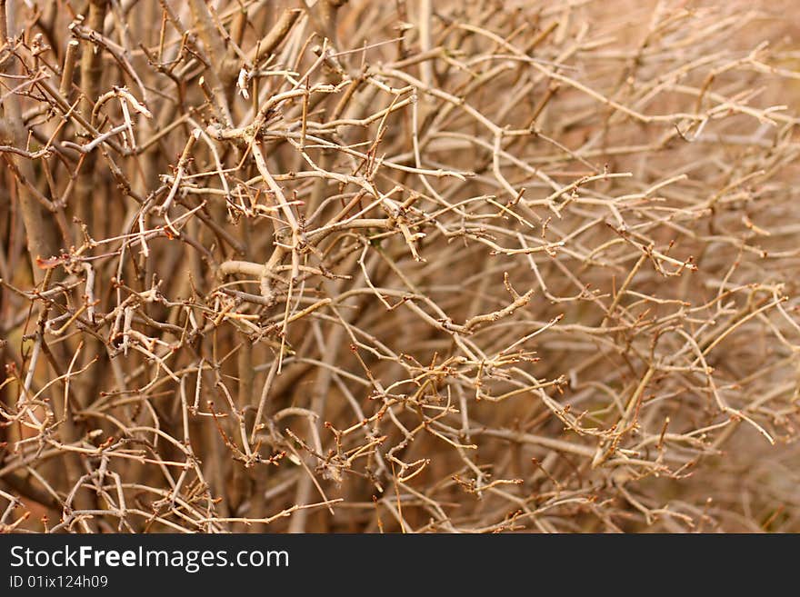 Detail of bush with shallow depth of field. Detail of bush with shallow depth of field