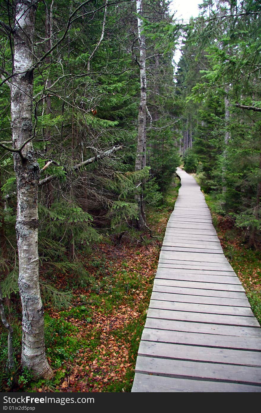 Footpath in the forest through the peatery. Footpath in the forest through the peatery