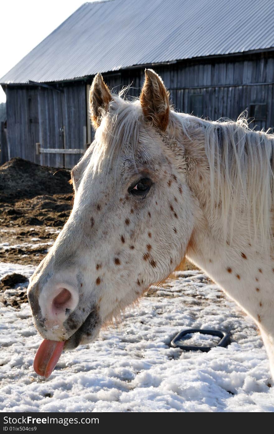 An onlooking horse with its tongue out to the viewer. An onlooking horse with its tongue out to the viewer