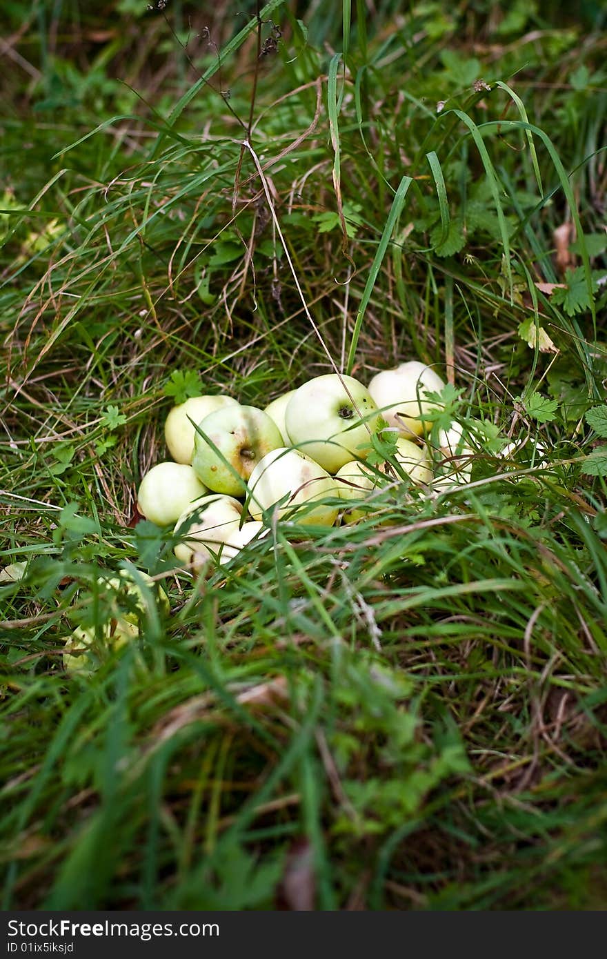 Pile of apples lies in the grass