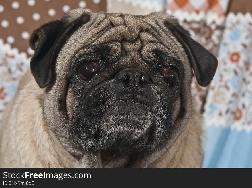 Portrait of Male Pug Dog