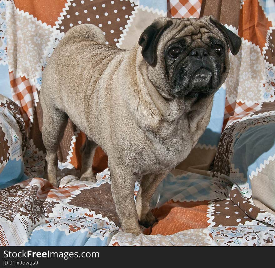 Portrait of Male Pug Dog