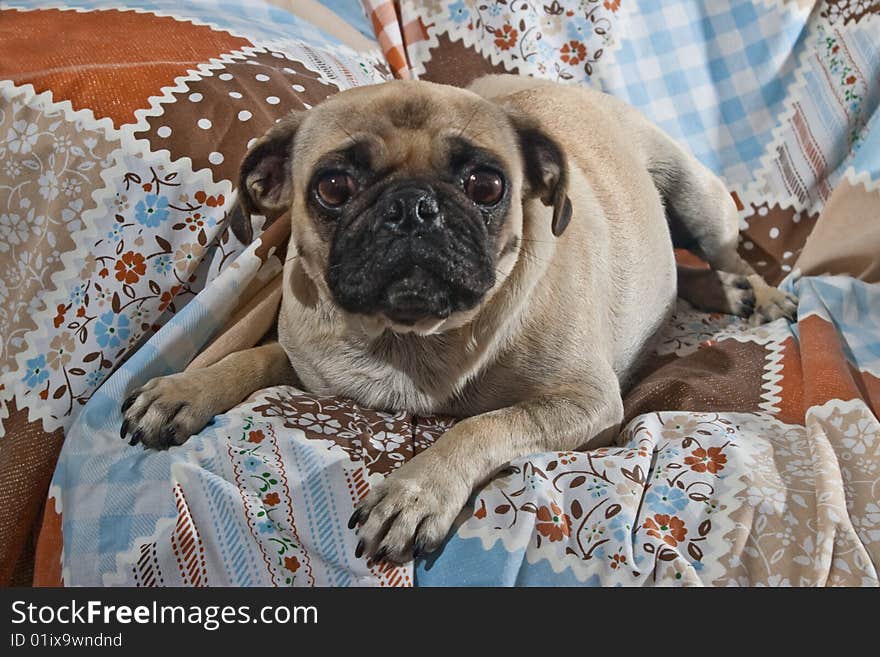 Portrait of 1 year old female Pug dog. Portrait of 1 year old female Pug dog