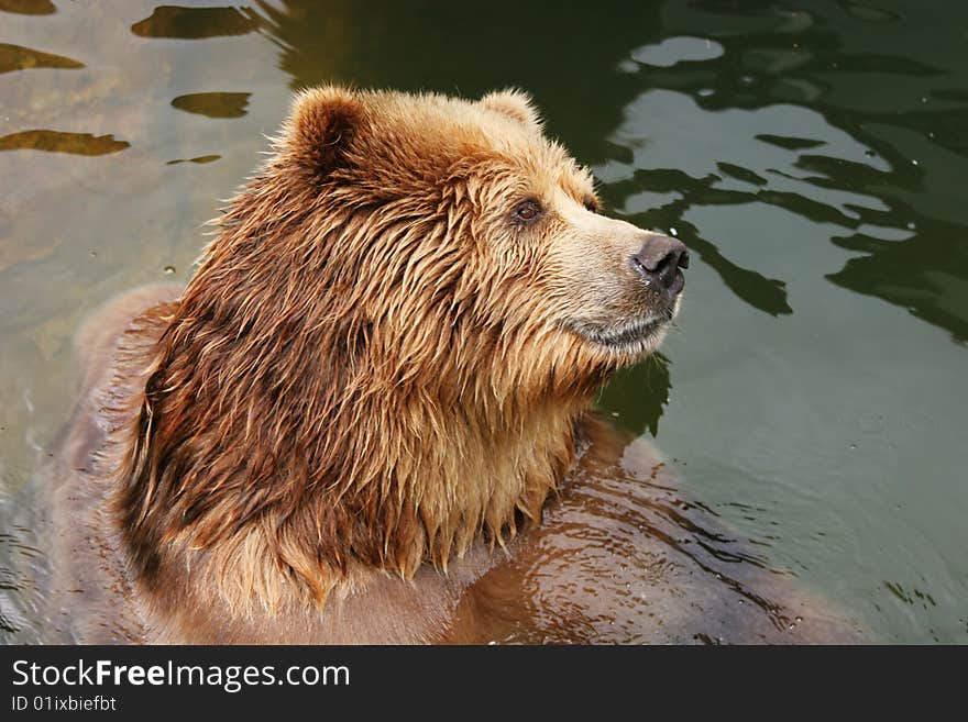 Brown bear