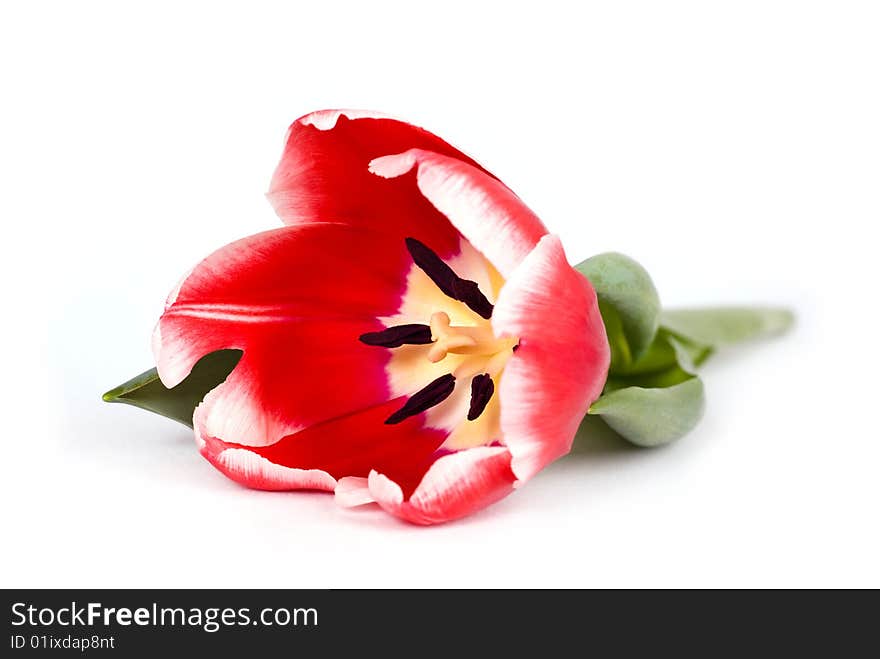 Satiny red tulip open on white background