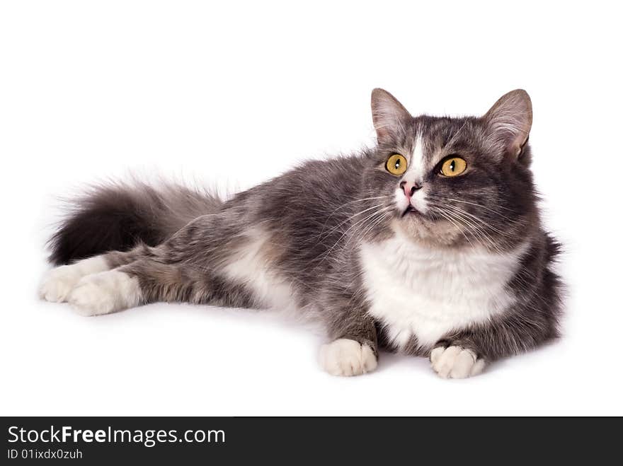 Furry grey cat looks into space