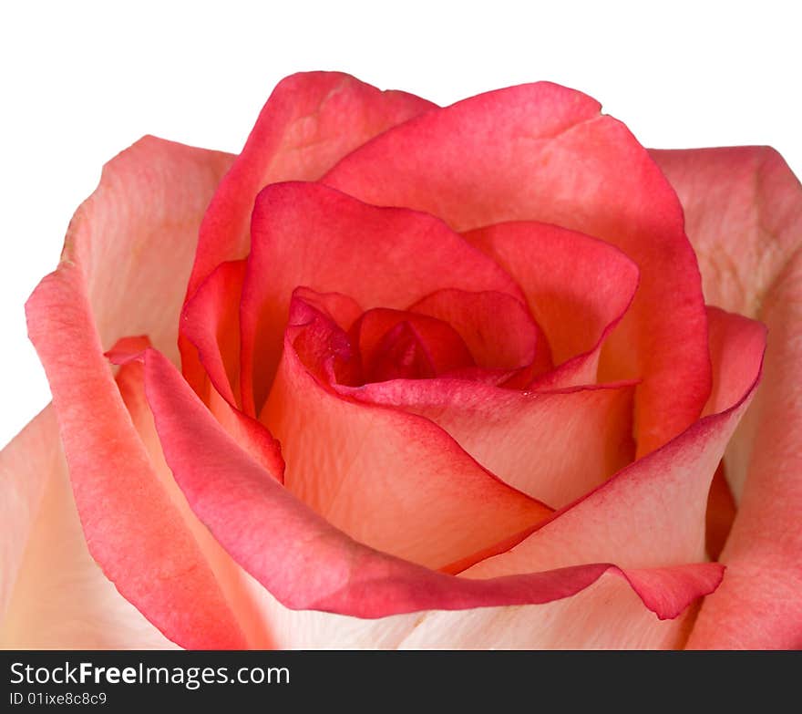 Close-up pink and white rose isolated