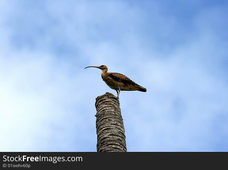 Tropical Bird On A Palm Tree