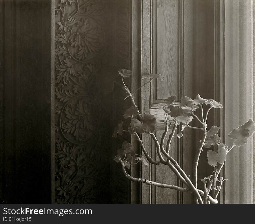 Geranium by a Window