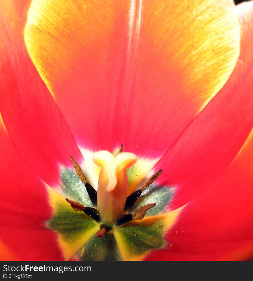 Tulip flower inside