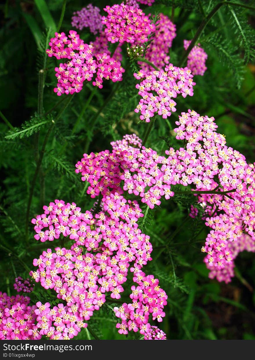 Milfoil Flowers