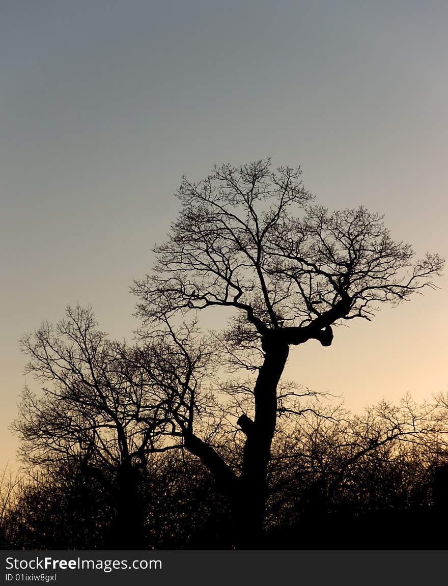 Silhouette of a bare tree in the sunset. Silhouette of a bare tree in the sunset