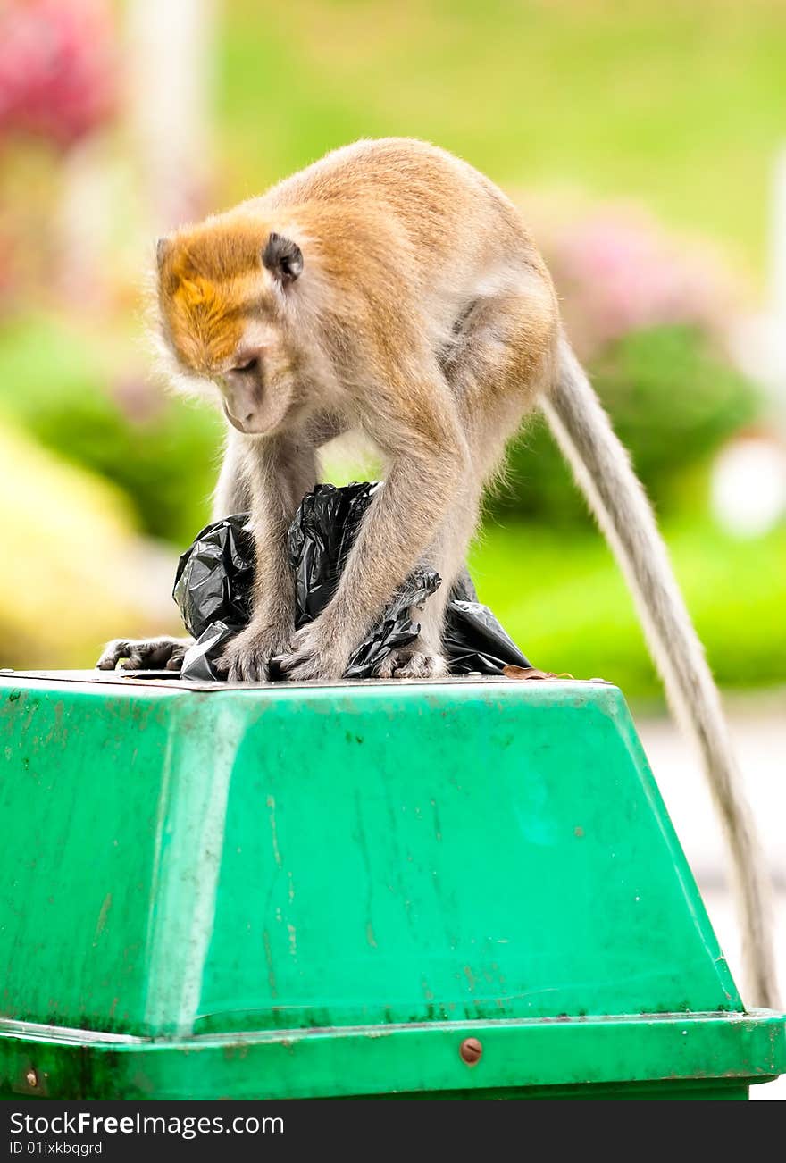 Macaque monkey foraging in the dustbin in a public par. Macaque monkey foraging in the dustbin in a public par