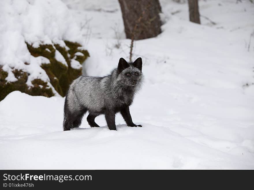 Silver Fox in Snow