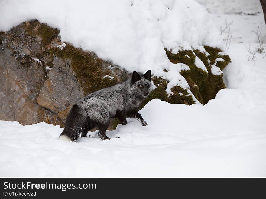 Silver Fox Looking for Food