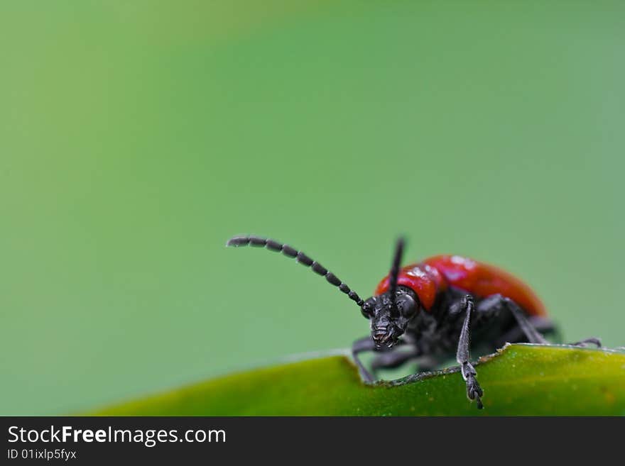 Curious Beetle