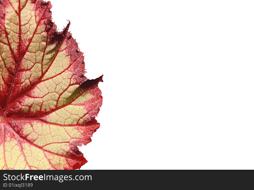 Bright leaf on a white background