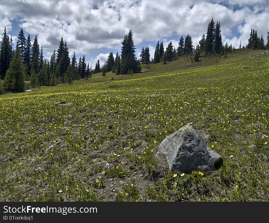 A meadow of blooming avalanche lilies in south-western British Columbia alpine. A meadow of blooming avalanche lilies in south-western British Columbia alpine