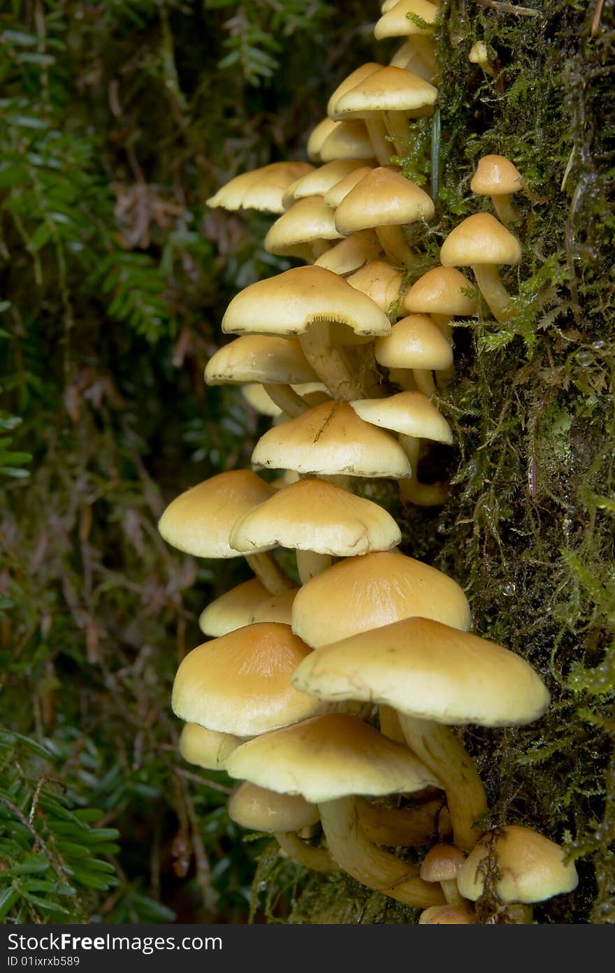 Wild Rain forest Mushrooms