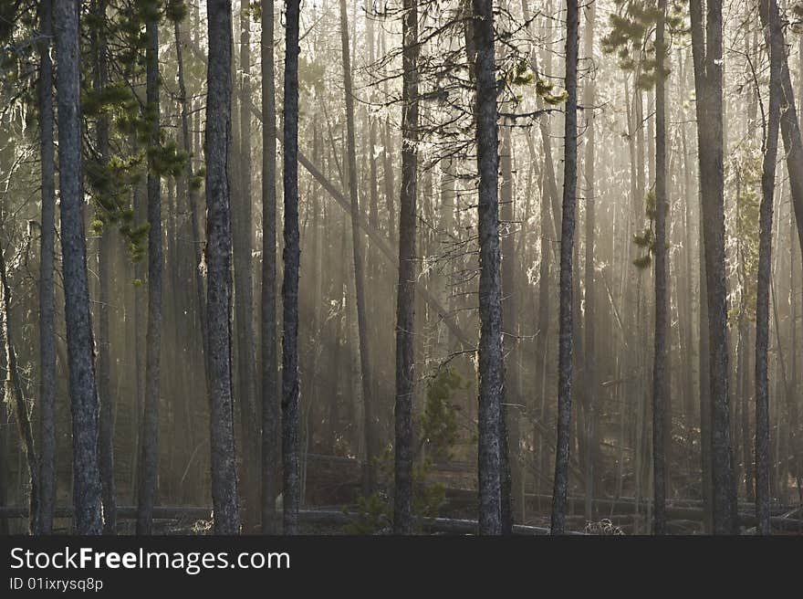 Sunlight streams through a forest of lodgepole pine. Sunlight streams through a forest of lodgepole pine