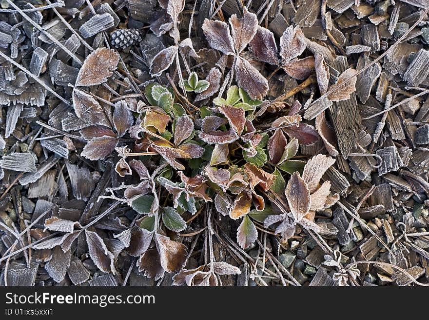 FRosted Strawberry plant