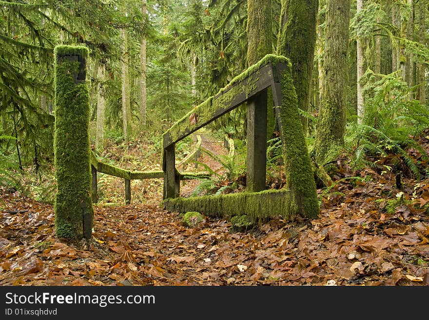 An old autumn leaf covered path is flanked by moss covered wooden fencing in a coastal rainforest. An old autumn leaf covered path is flanked by moss covered wooden fencing in a coastal rainforest.