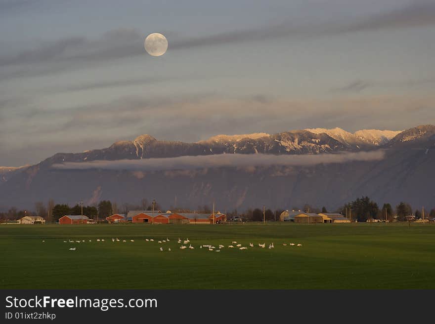 A flock of trumpeter swans graze in a field as the moon rises over the distant mountains. A flock of trumpeter swans graze in a field as the moon rises over the distant mountains.