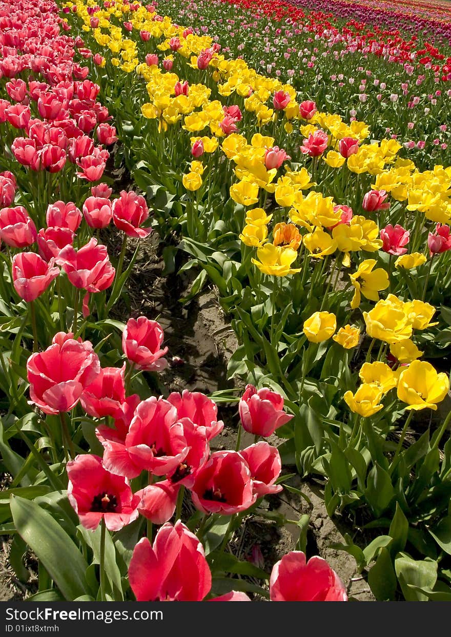 Rows of colorful tulips in spring. Rows of colorful tulips in spring