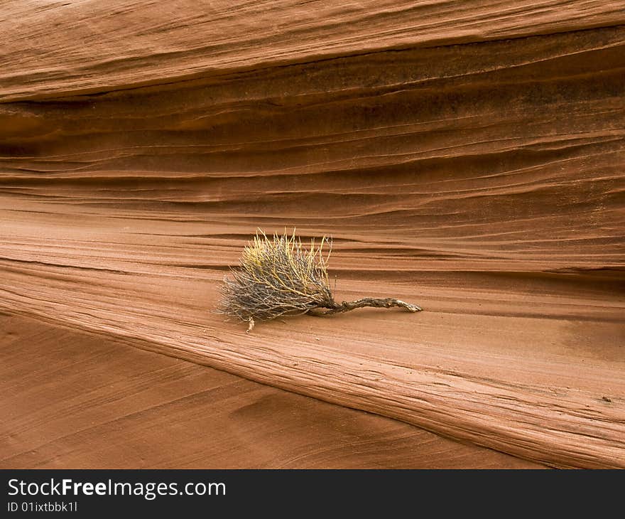 Tumbleweed Against Navajo Sandstone Layers