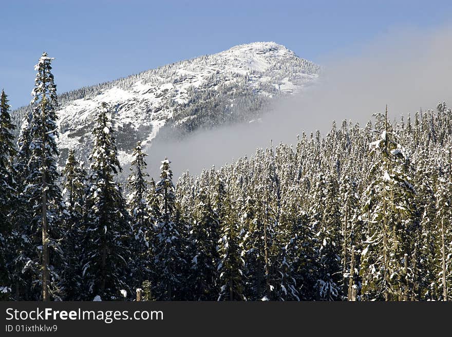 Forested winter mountain and snow covered trees in southern British Columbia, Canada