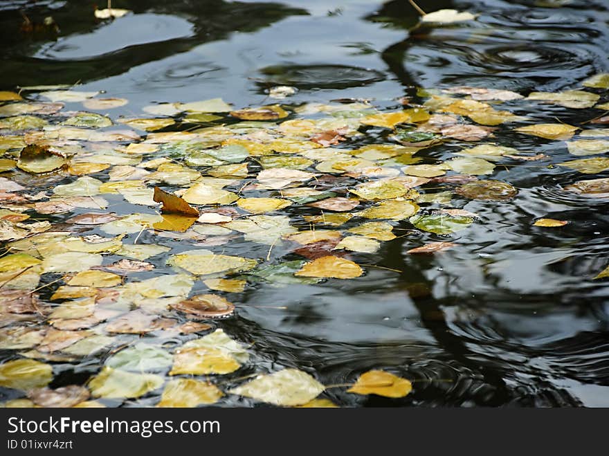 Yellow leaf over water