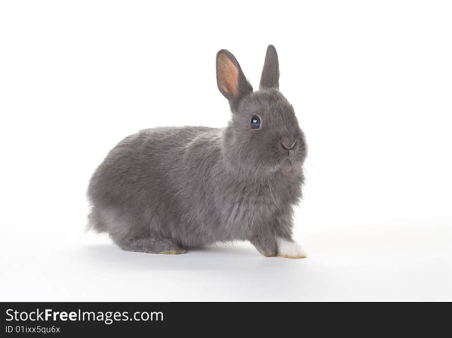 Grey bunny, isolated on white