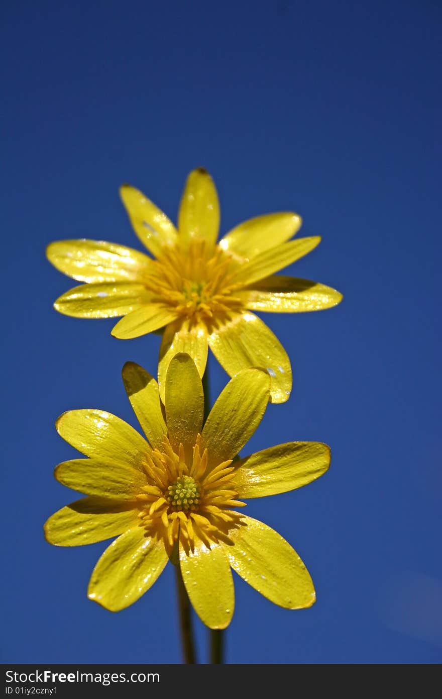 Celandine