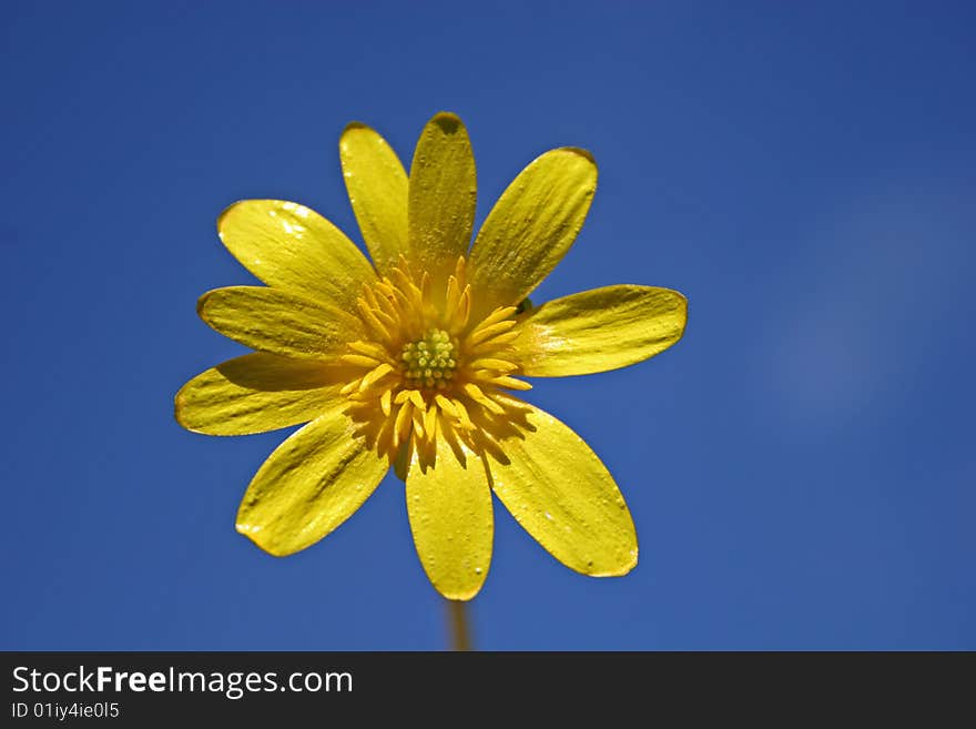 Celandine