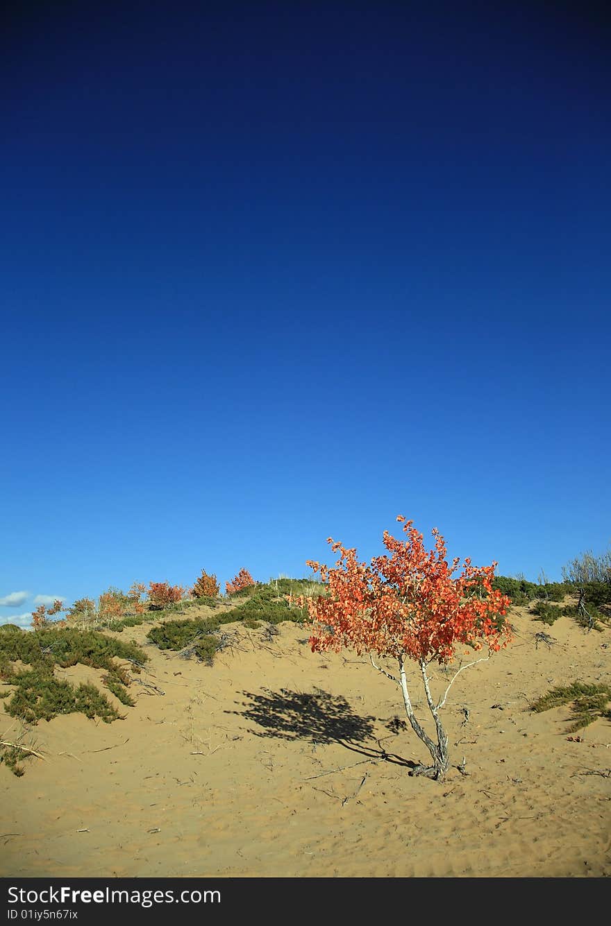 Trees in the fall with bright blue sky. Trees in the fall with bright blue sky