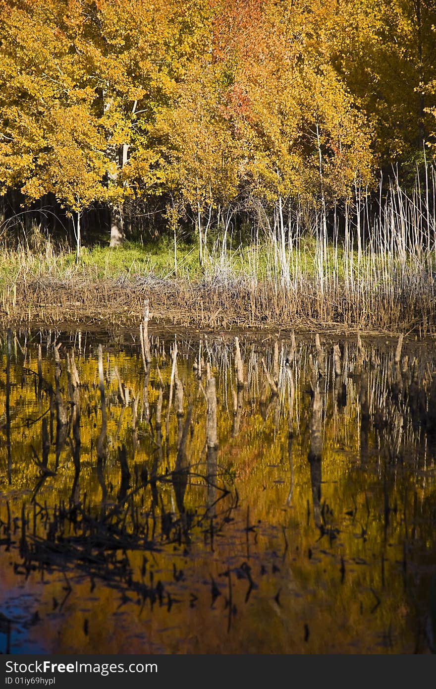 Forest reflection in calm water。. Forest reflection in calm water。