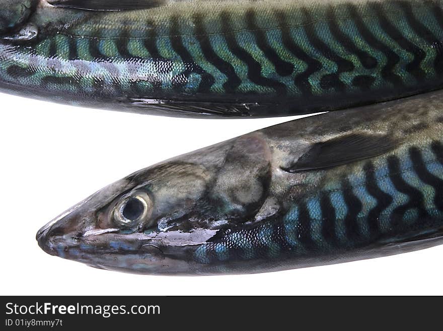 Two fishs(mackerels) isolated on the white background